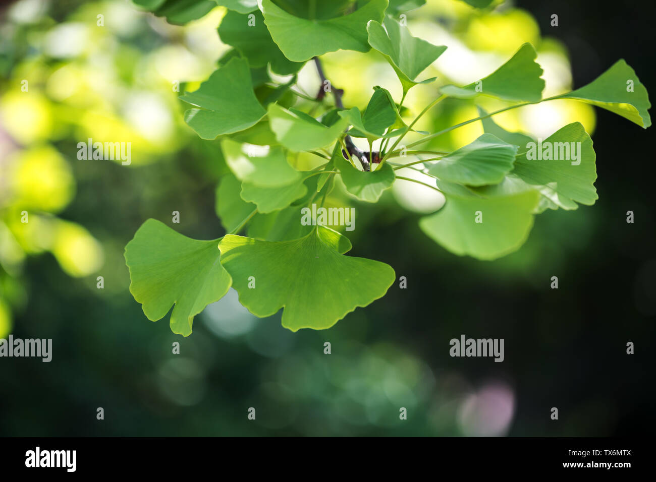 Spring ginkgo biloba tree hi-res stock photography and images - Alamy