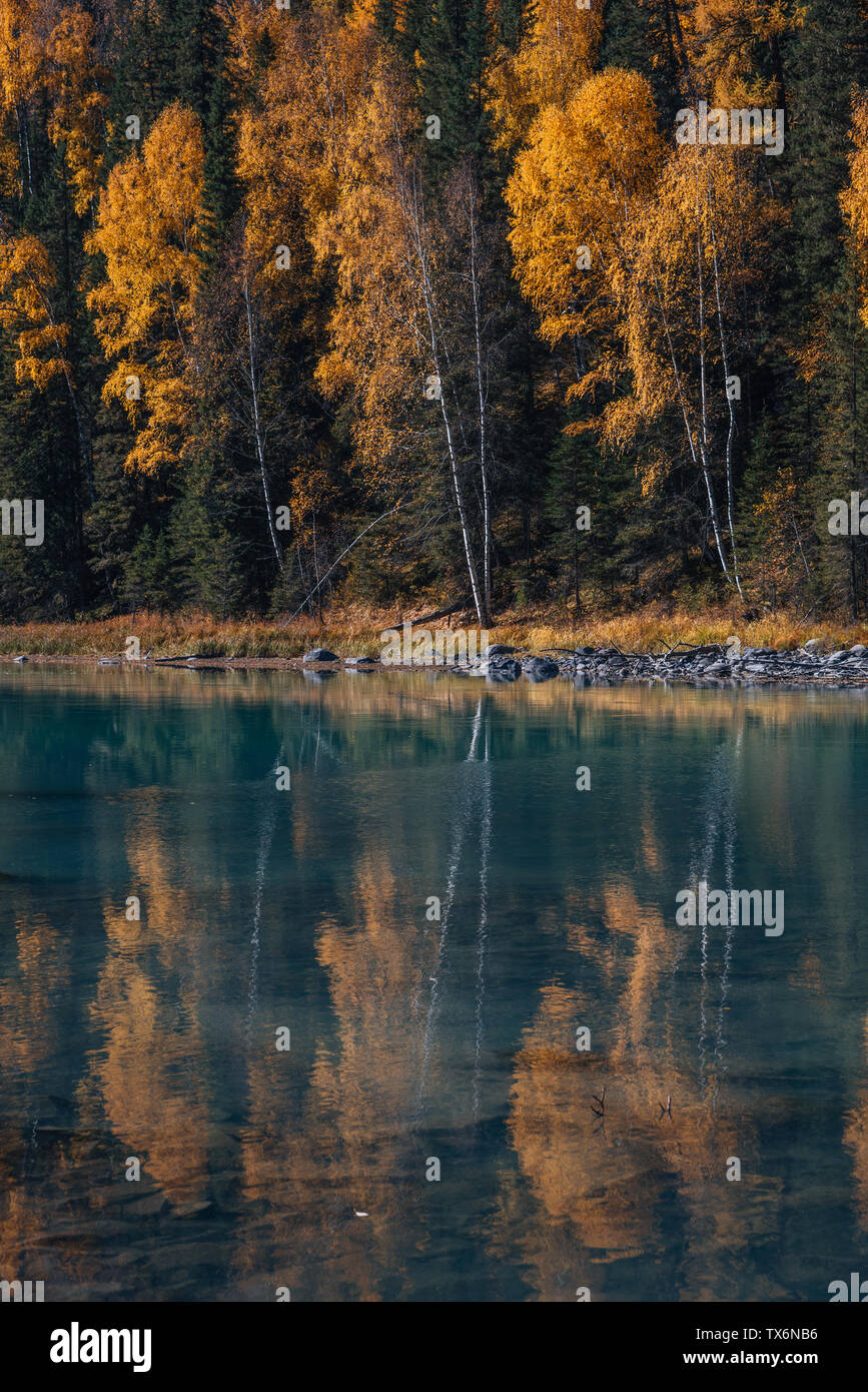 Kanas maple leaf forest Stock Photo - Alamy