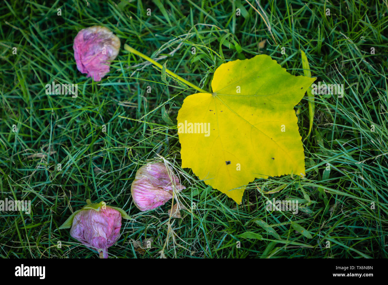 Begonia falling flowers Stock Photo Alamy