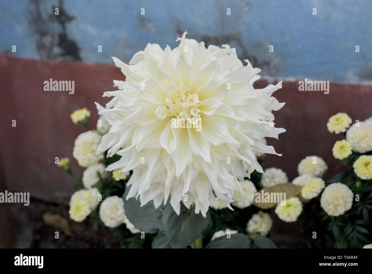 White Guldavari Flower plant, a herbaceous perennial plants. It is a sun loving plant Blooms in early spring to late summer. A very popular flower for Stock Photo