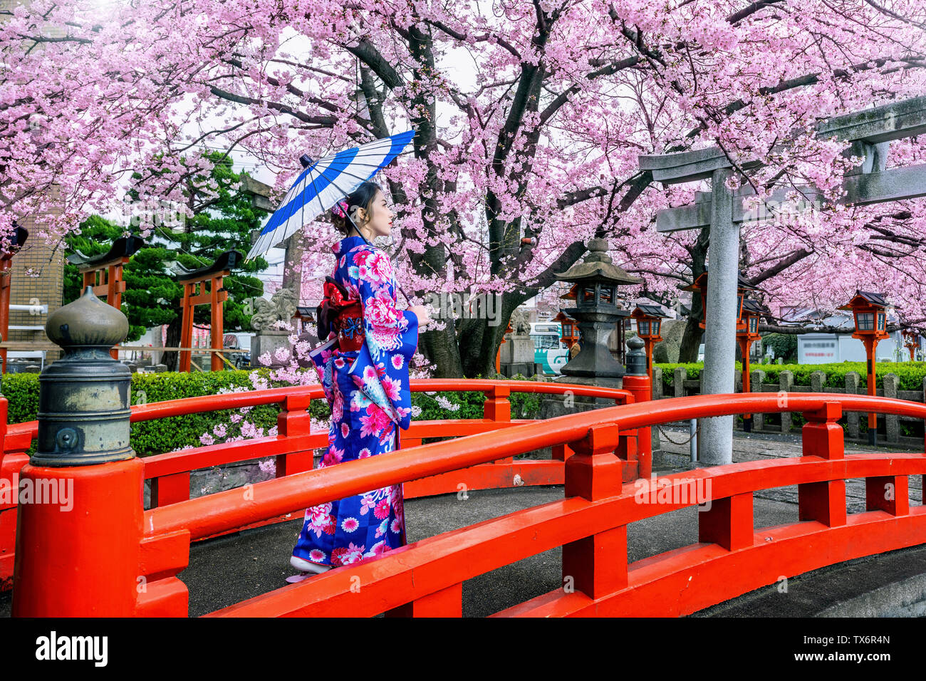 Asian woman wearing japanese traditional kimono and cherry blossom in spring, Kyoto temple in Japan. Stock Photo