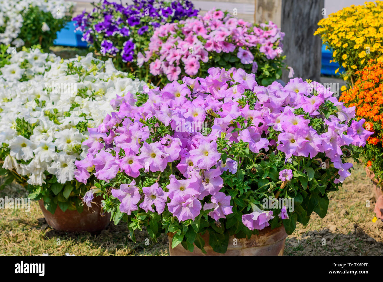 Aubrieta (Aubretia Brassicaceae) flower plant. A sun loving evergreen and perennial flower with small violet, pink or white blooms in early spring to Stock Photo