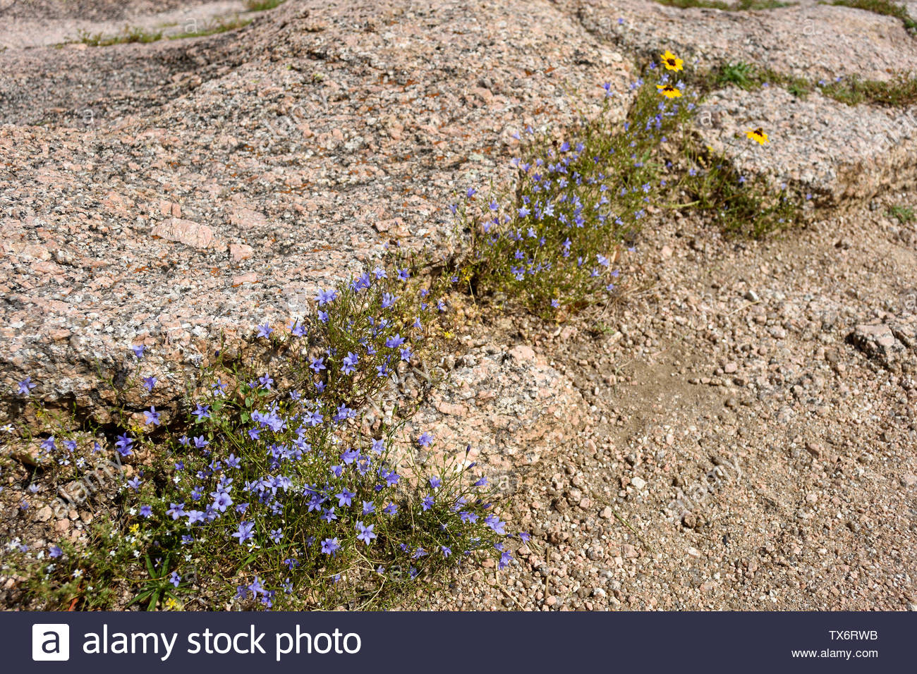 Rare Texas Hill Country Wildflowers Basin Bellflowers Enchanted