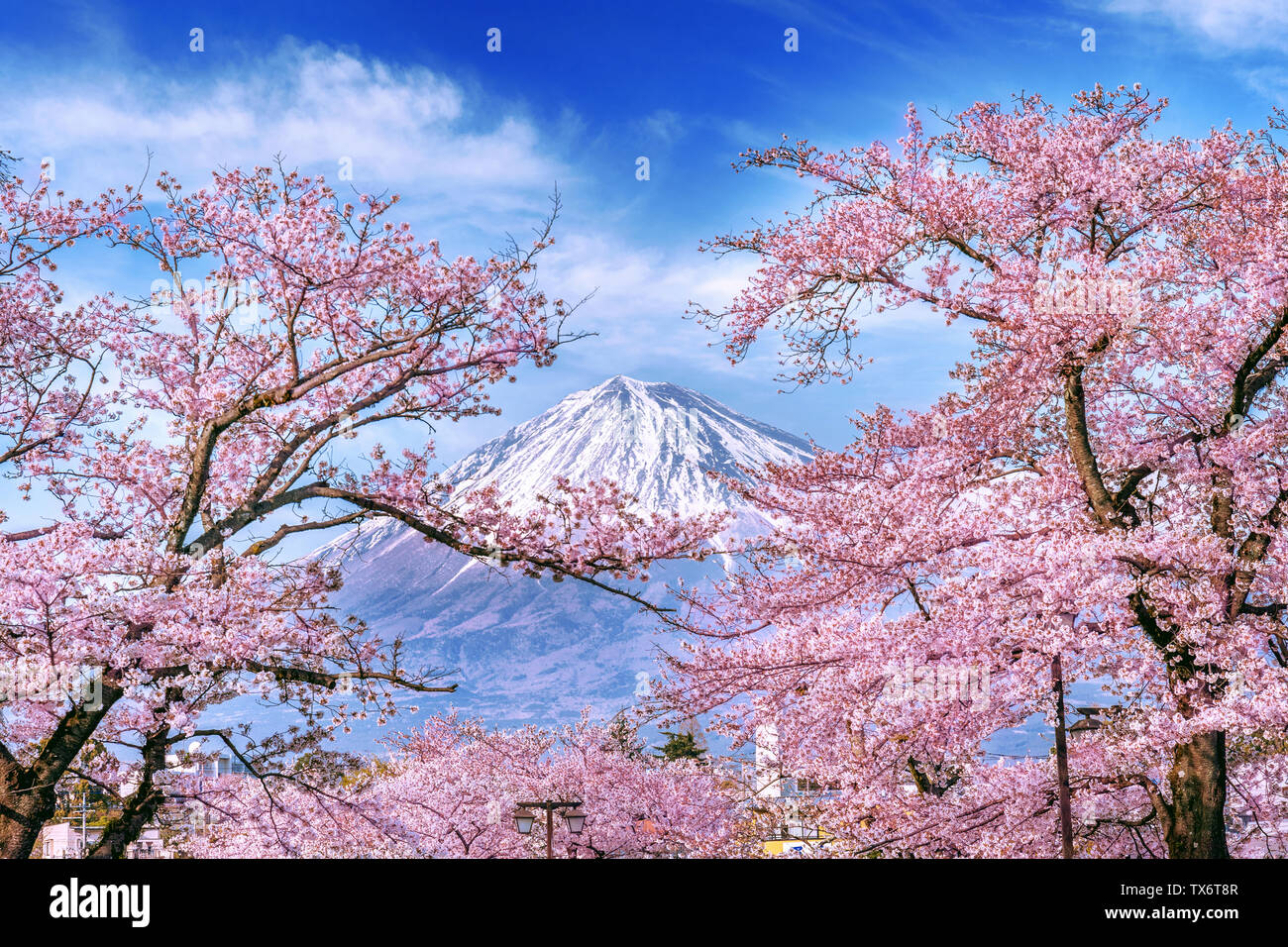 Fuji japan flowers hi-res stock photography and images - Alamy