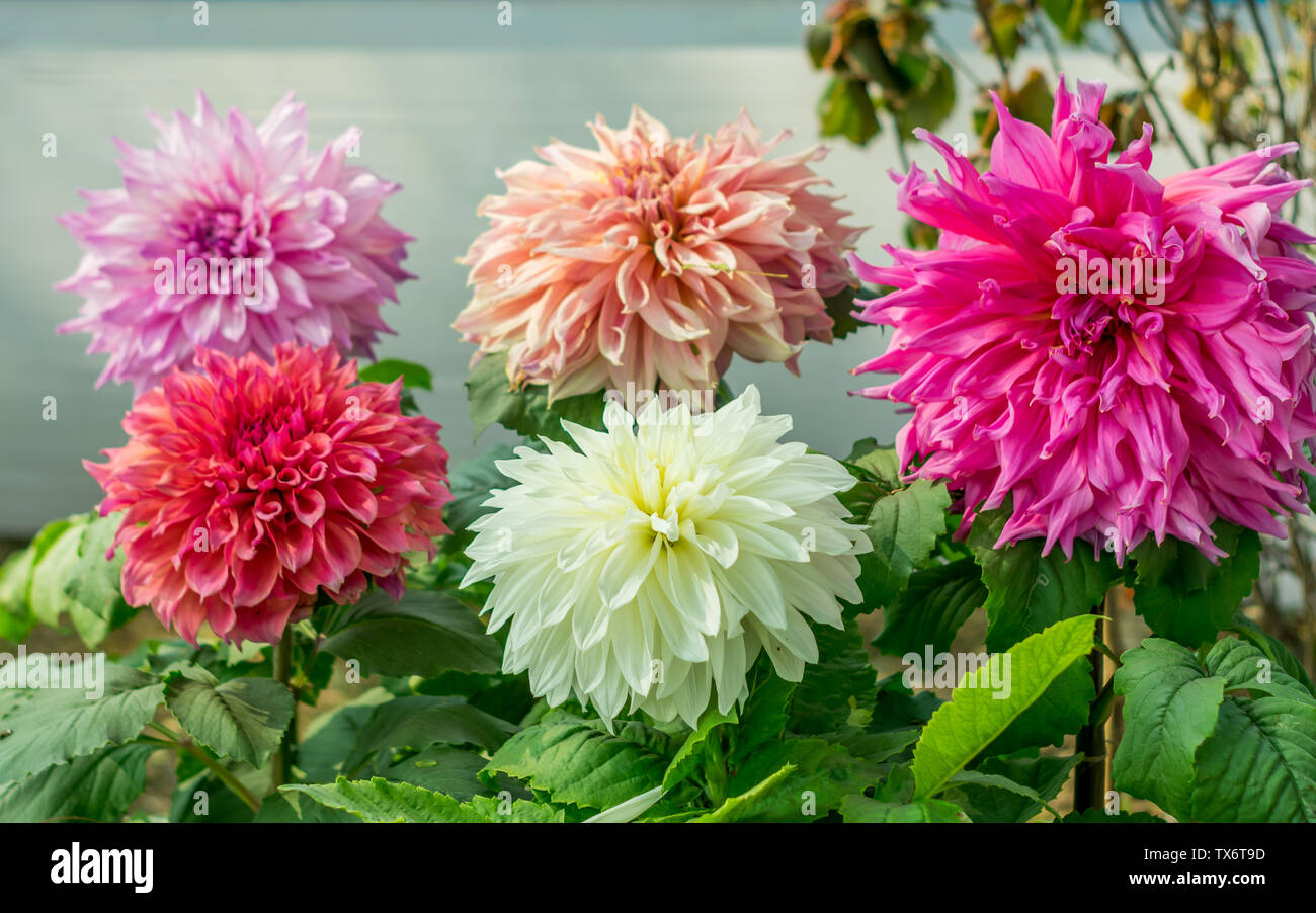 Pink White and red Guldavari Flower plant, a herbaceous perennial sun loving plant Blooms in early spring to late summer. A very popular flower for ga Stock Photo