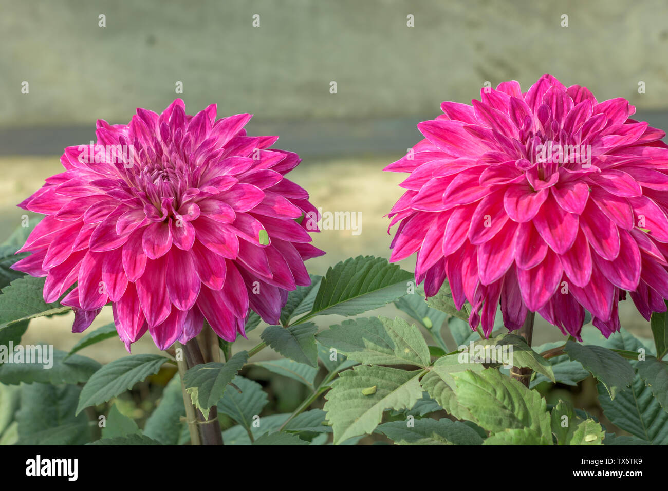 Pink Guldavari Flower plant a herbaceous perennial plants. It is
