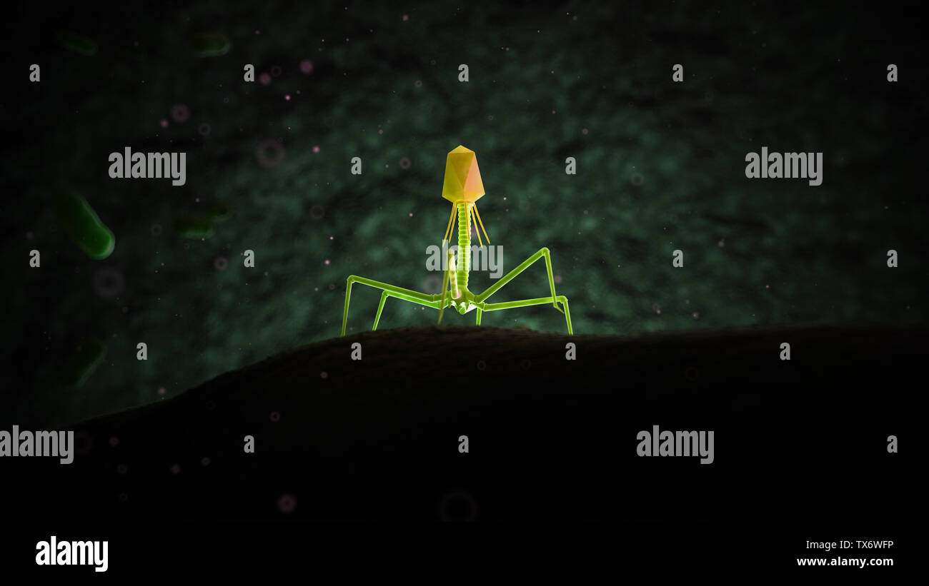 3d rendered medically accurate illustration of bacteriophage Stock ...