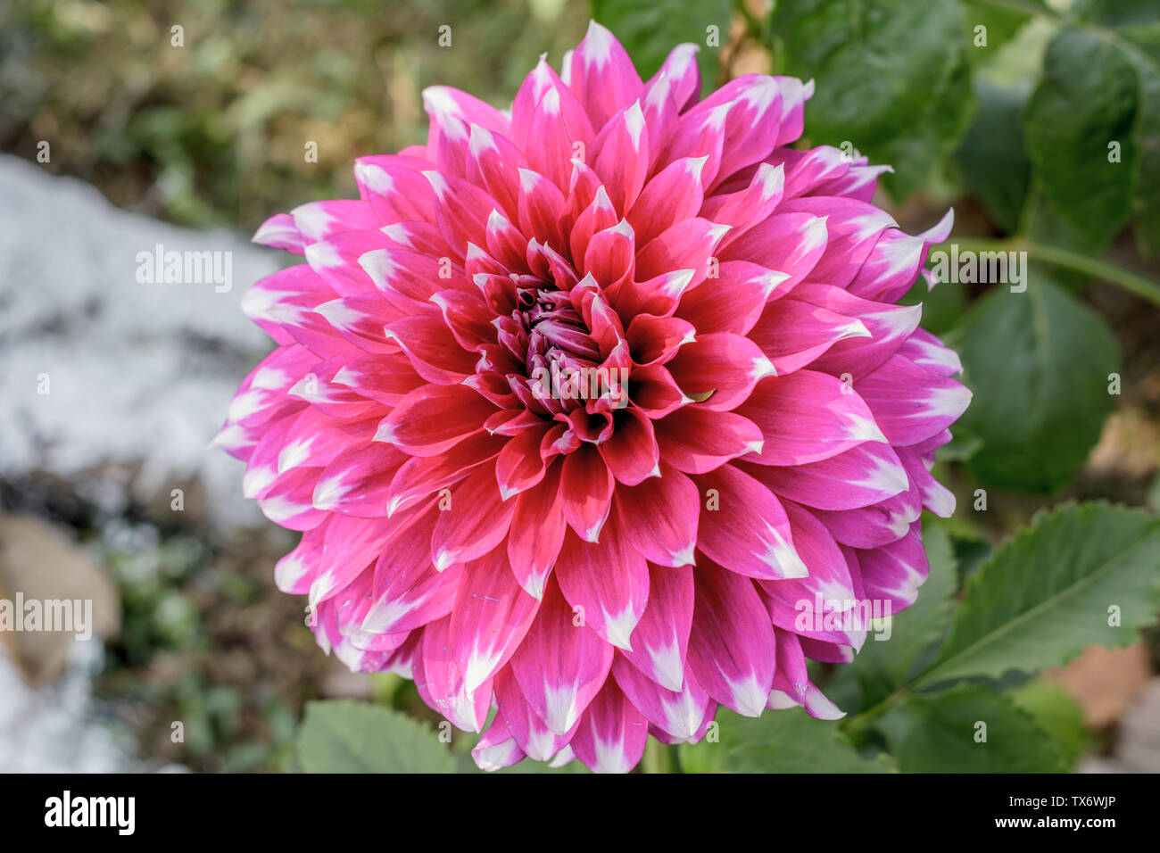 Chrysanthemum flowering plants in the family Asteraceae. It is a sun loving plant Blooms in early spring to late summer. A very popular flower for gar Stock Photo
