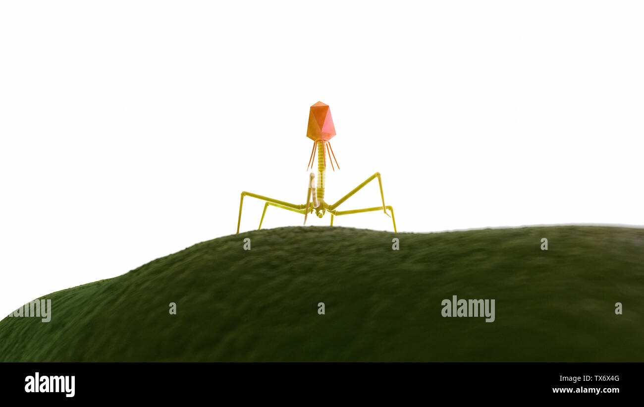 3d rendered medically accurate illustration of a bacteriophage on a bacteria Stock Photo