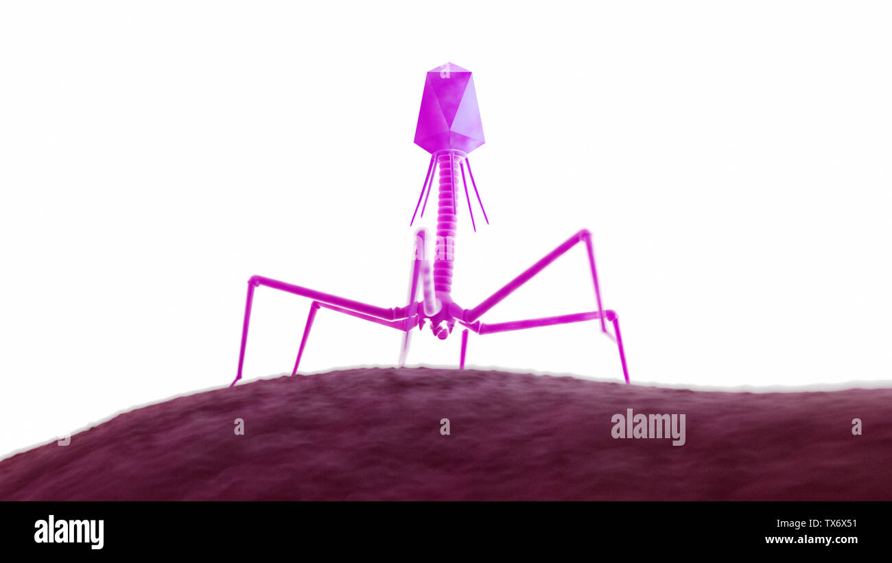 3d rendered medically accurate illustration of a bacteriophage on a bacteria Stock Photo
