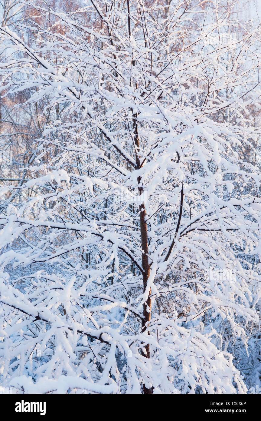 Snow-covered branches - Scotland, UK. Stock Photo