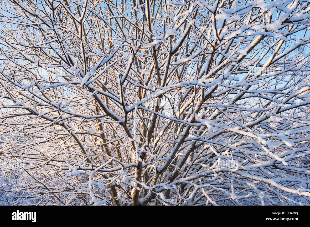 Snow-covered branches - Scotland, UK. Stock Photo