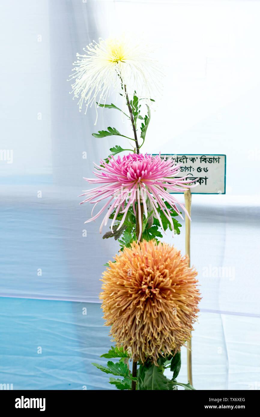 Kolkata Horticulture Society, West Bengal, India May 2019 - Bee Balm and Dahlia tulip flowers in full bloom at an annual flower show in an exotic exhi Stock Photo
