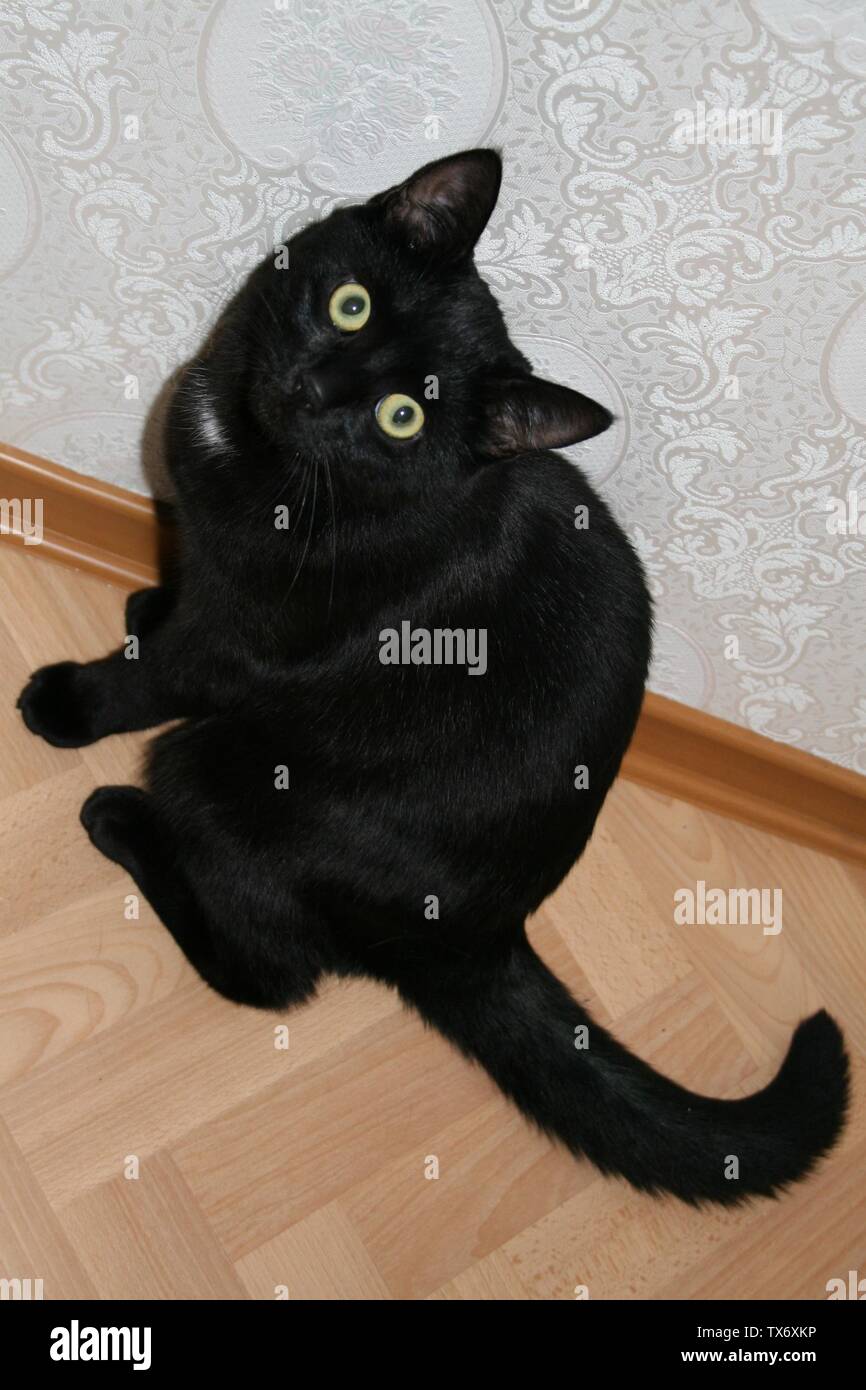 young black domestic cat with white dot on front junger Hauskater schwarz mit weiÃŸem fleck vorne an der brust. sitzt und schaut in die Kamera; 1 July 2006; Own work; B166-er; Stock Photo
