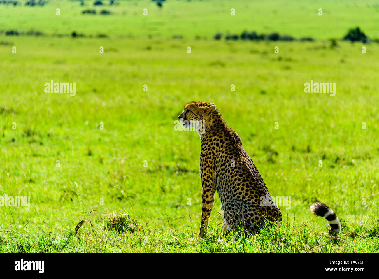 leopard Stock Photo