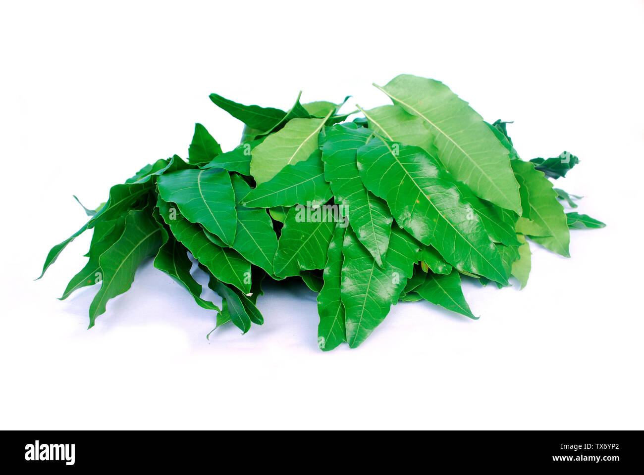 Neem leaves are used in agriculture to help eliminate insects Stock Photo Alamy