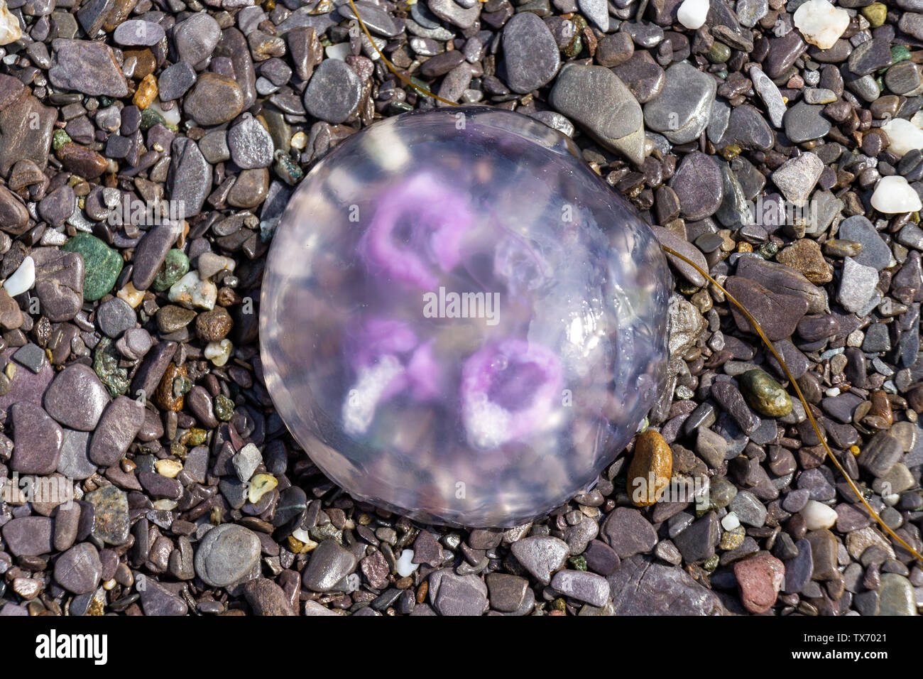 Castlehaven, West Cork, Ireland, 24th June 2019, The warming weather has brought swarms of Jellyfish ashore on the tide, they can still sting if the unwary foot stands on one.  Credit aphperspective/ Alamy Live News Stock Photo