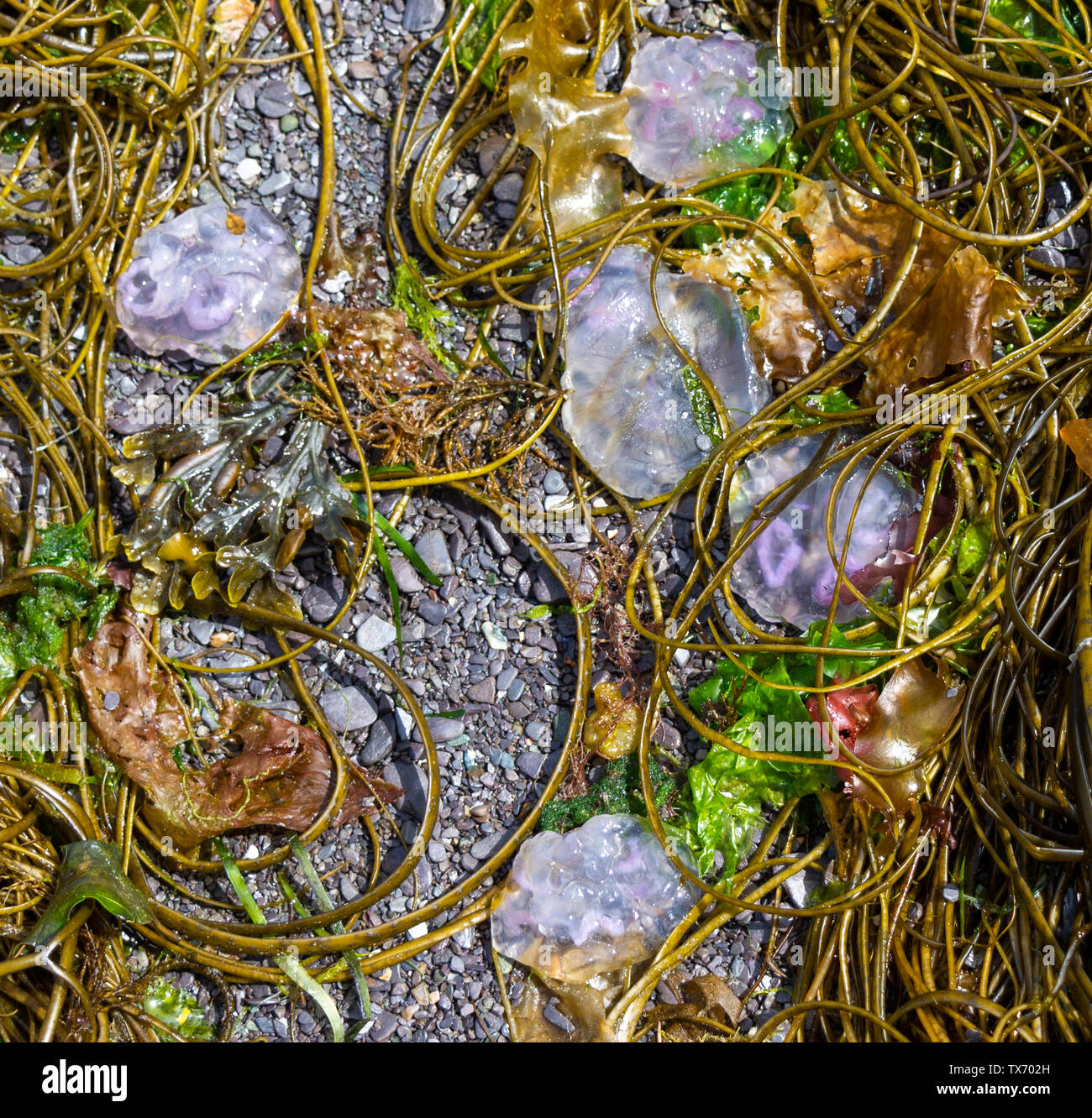 Castlehaven, West Cork, Ireland, 24th June 2019, The warming weather has brought swarms of Jellyfish ashore on the tide, they can still sting if the unwary foot stands on one.  Credit aphperspective/ Alamy Live News Stock Photo