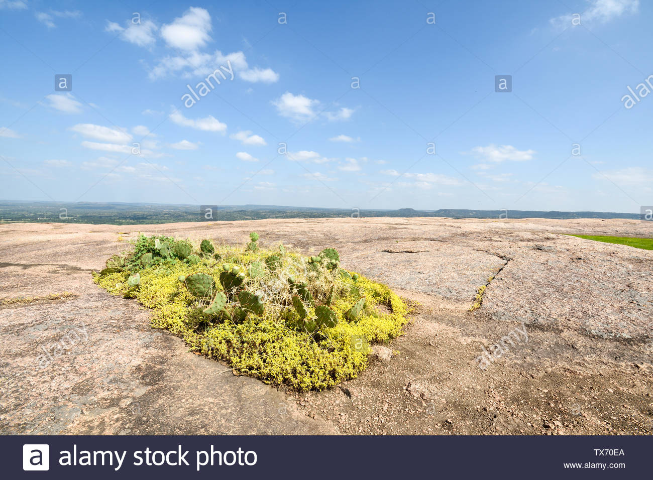 Central Texas Cactus High Resolution Stock Photography and Images Alamy