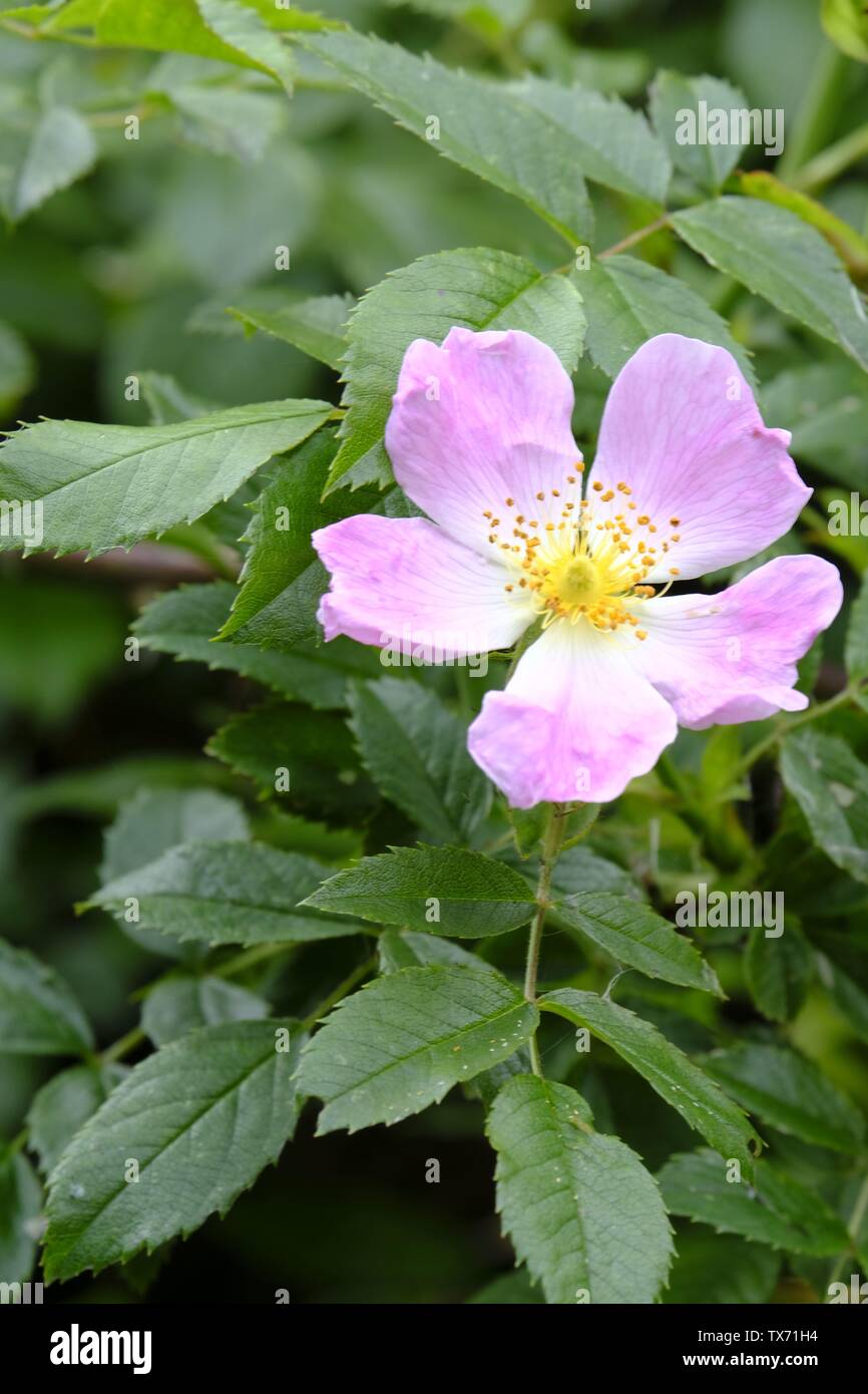 West Sussex, UK. Dog Rose (Rosa canina) in bloom in woodland in early summer Stock Photo