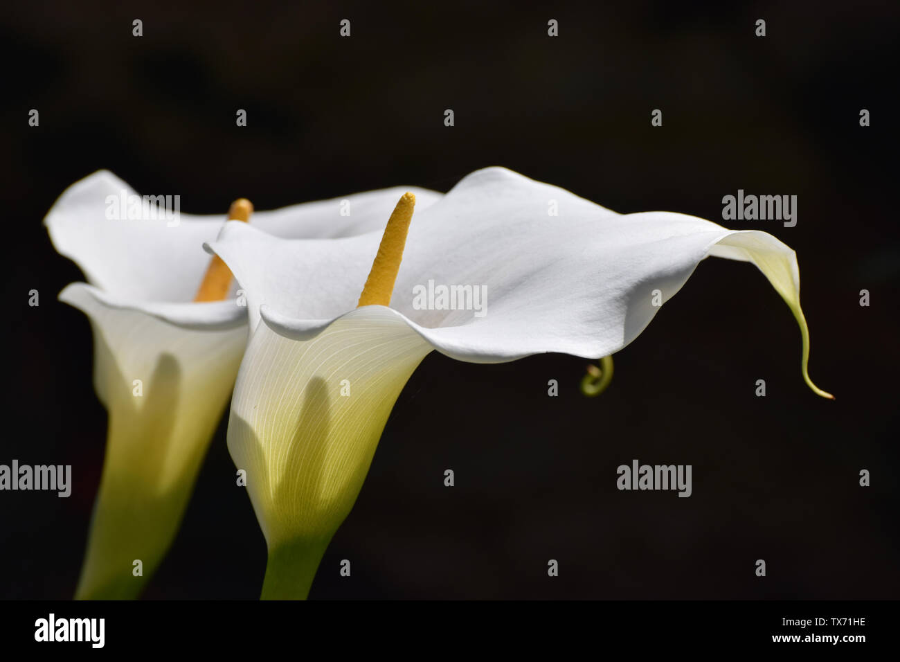 White Calla Lilies on a Solid Ball Background Stock Photo