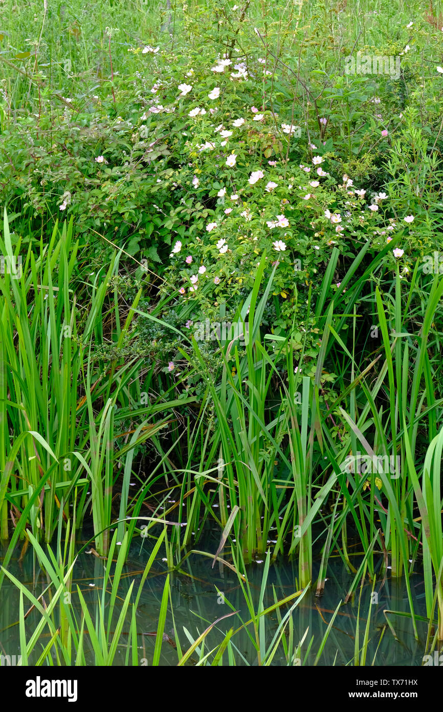 West Sussex,UK. Dog Rose (Rosa canina) shrub in bloom on a river bank in early summer. Stock Photo