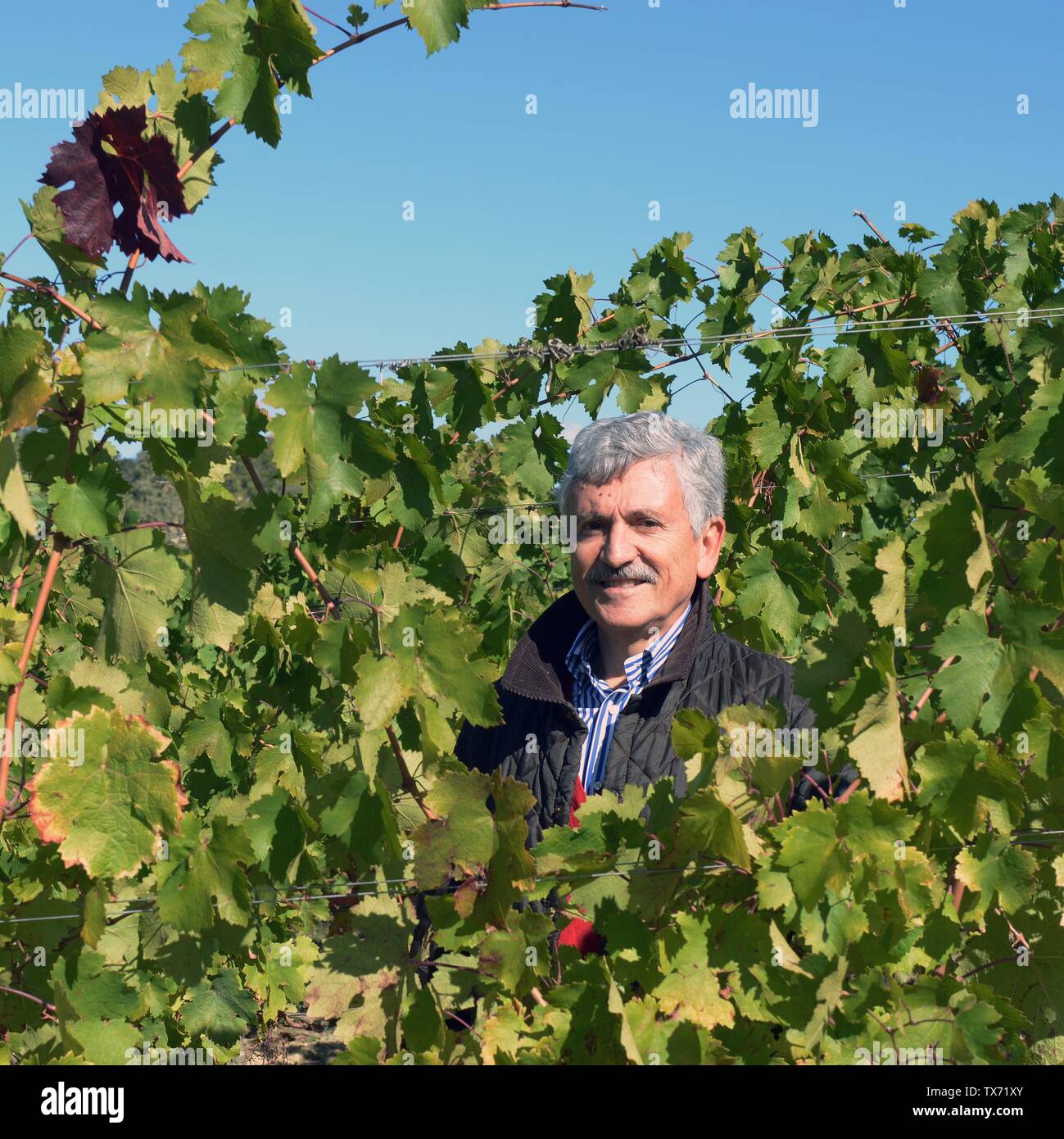 Former italian prime minister and minister of foreing affairs Massimo D'alema in the vineyard of his estate 'Cantina La Madeleine' where he produce wi Stock Photo