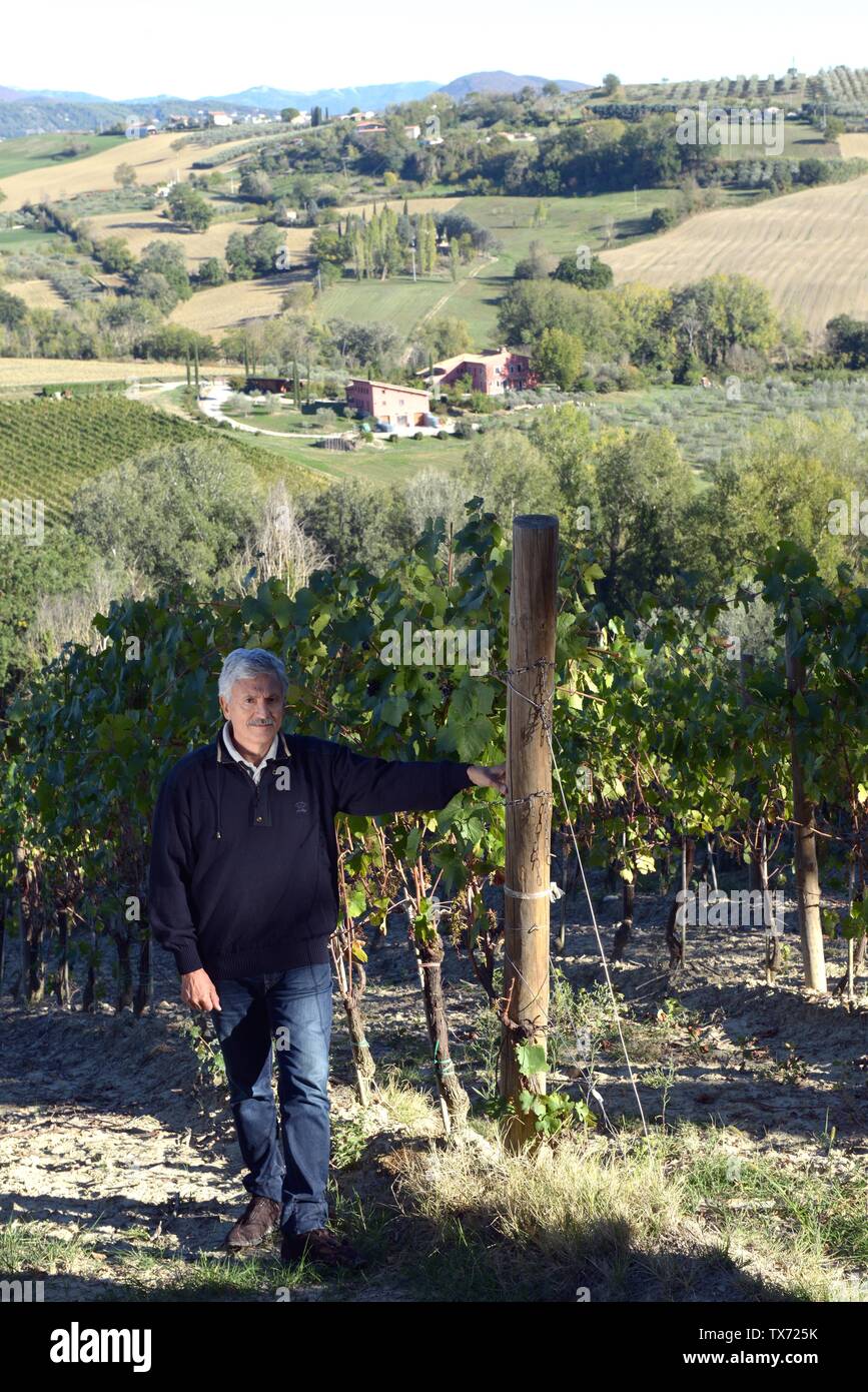 Former italian prime minister and minister of foreing affairs Massimo D'alema  in the vineyard of his estate 'Cantina La Madeleine' where he produce w Stock Photo