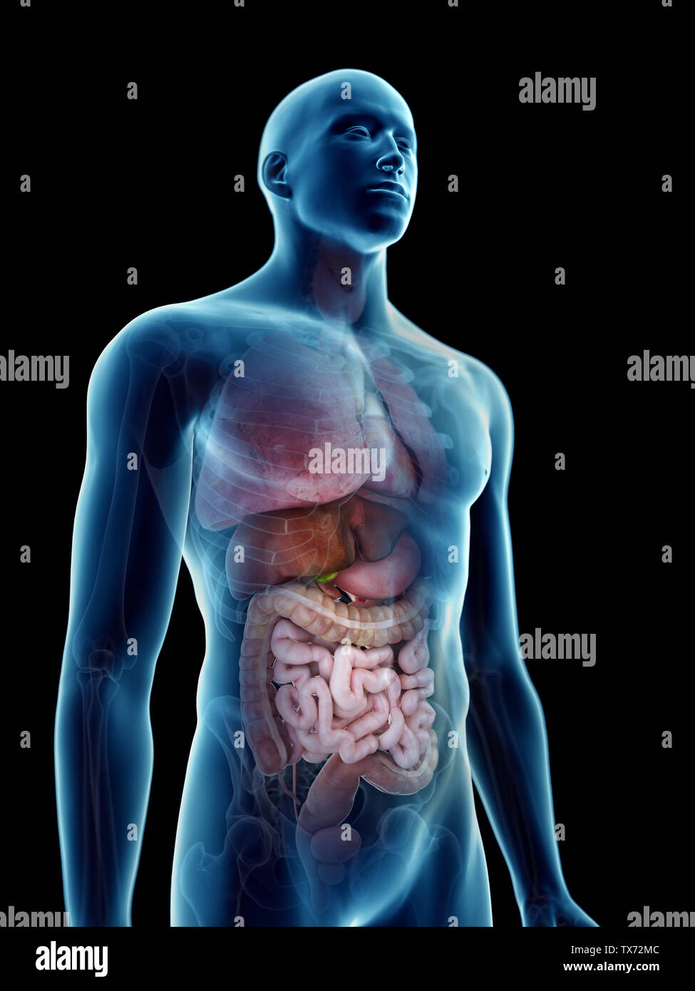 Internal organs x ray hi-res stock photography and images - Alamy