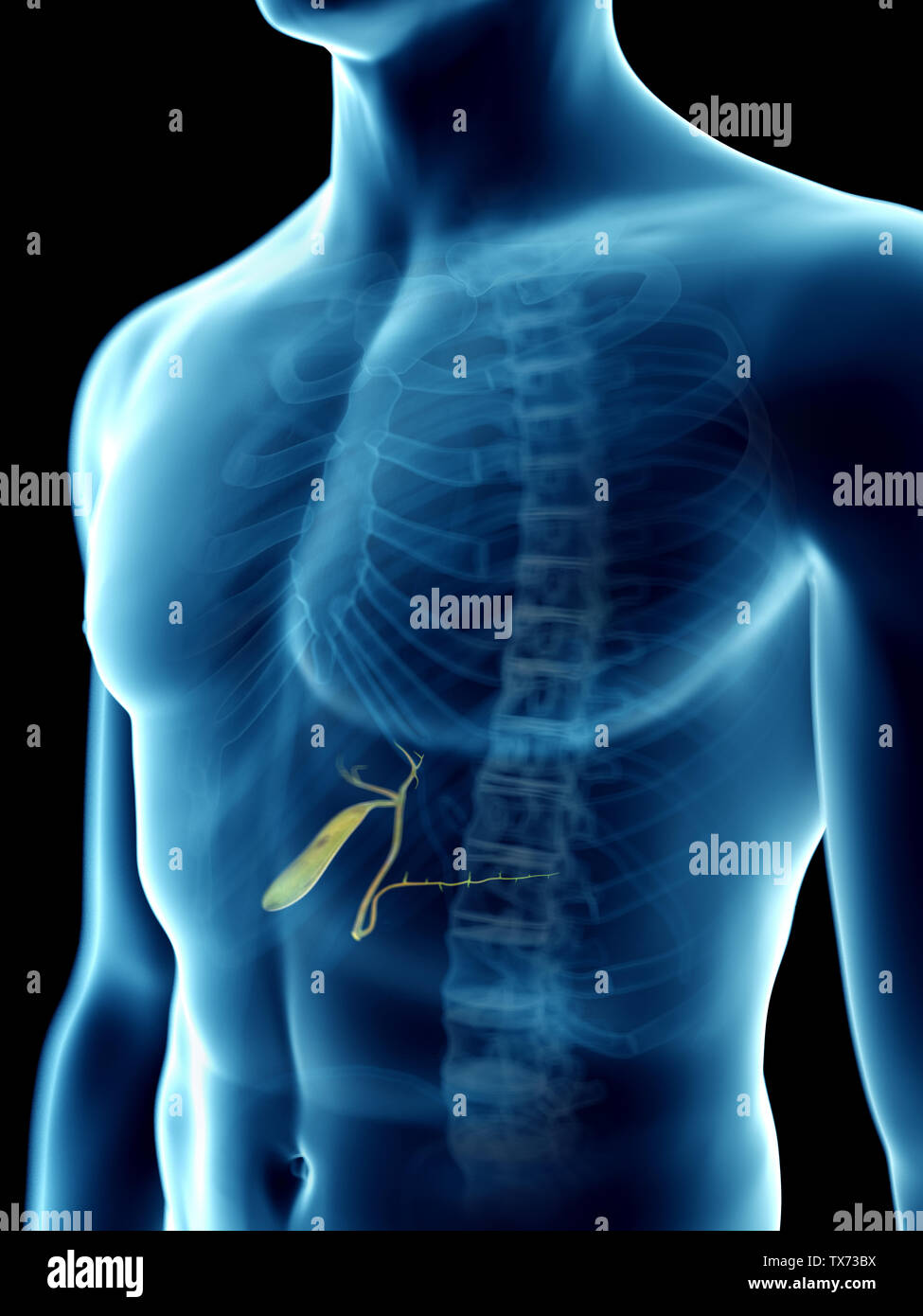 3d rendered medically accurate illustration of a mans gallbladder Stock Photo