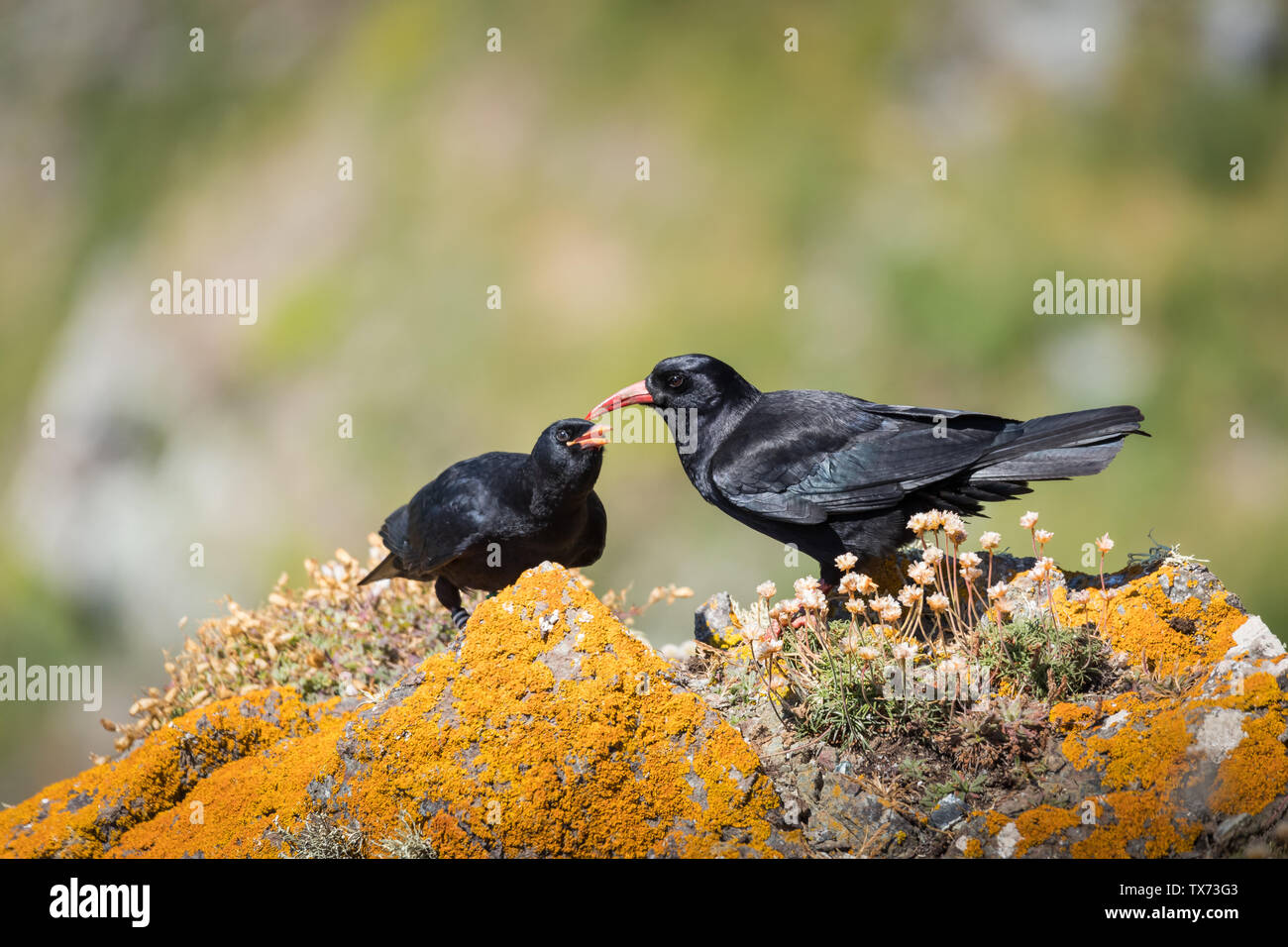 Adult Cornish Chough feeding one of its young Stock Photo