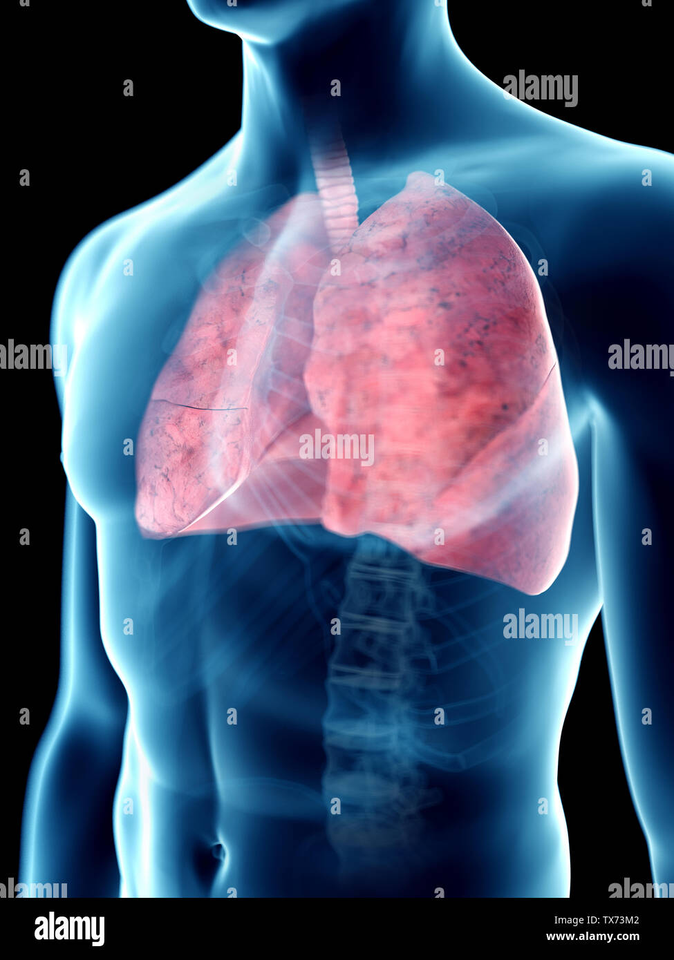 3d rendered medically accurate illustration of a mans Stock Photo - Alamy