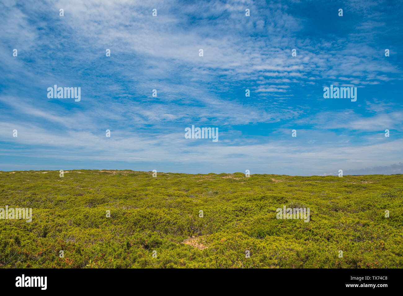 Field on a summer day with blue sky. Portuguese landscape Stock Photo