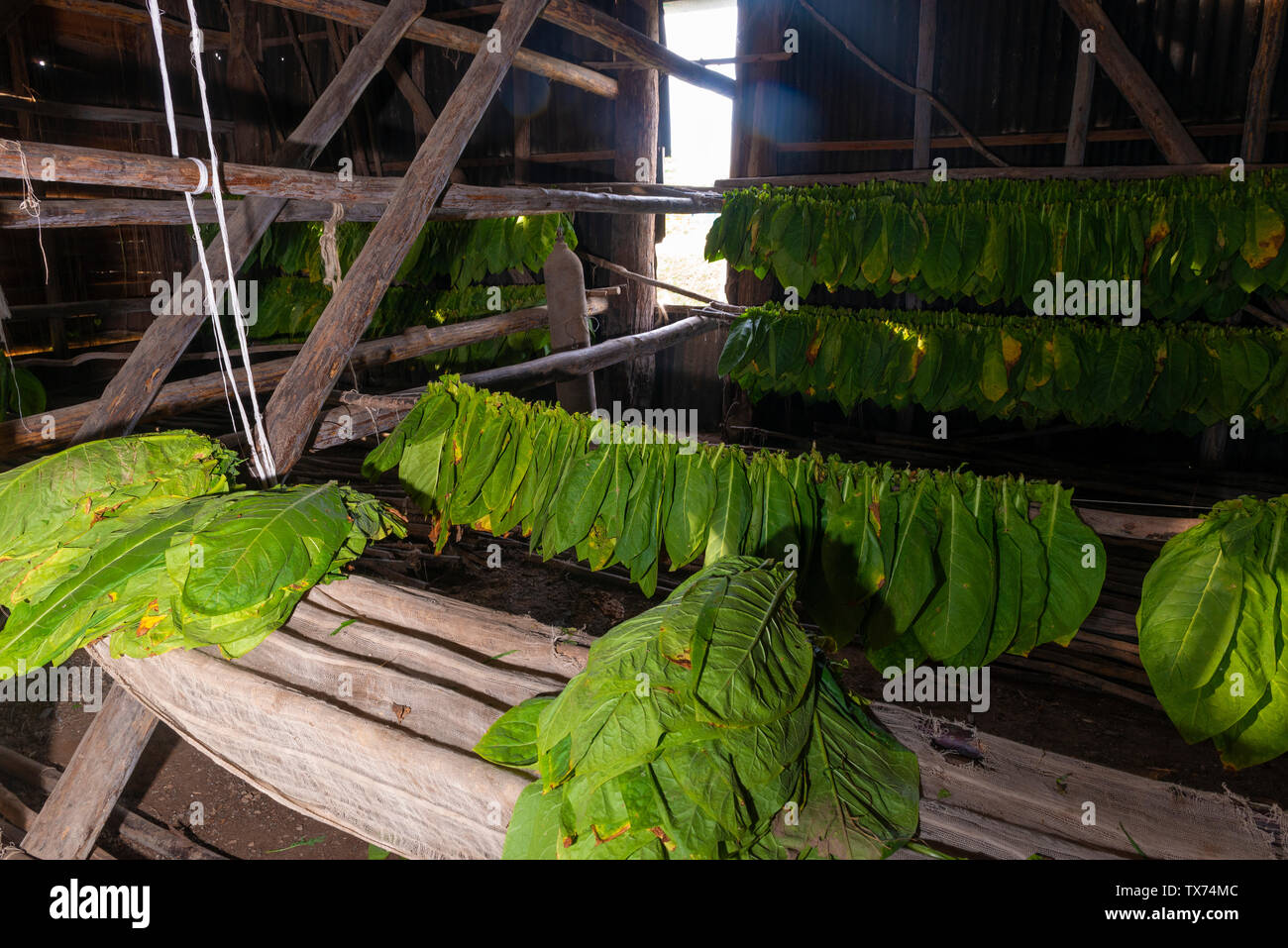 tobacco harvester NC State University Libraries' Rare and Unique Digital Collections