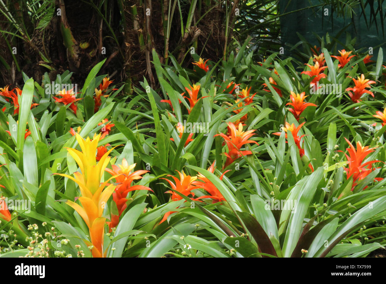 A large grouping of orange and yellow Guzmania Bromeliads growing in a tropical garden in front of a palm tree Stock Photo