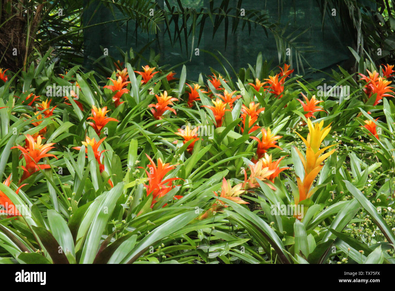A large grouping of orange and yellow Guzmania Bromeliads growing in a tropical garden Stock Photo