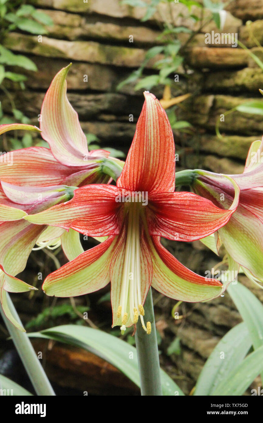 Close up of a blooming Butterfly Amaryllis in front of a rock wall Stock Photo