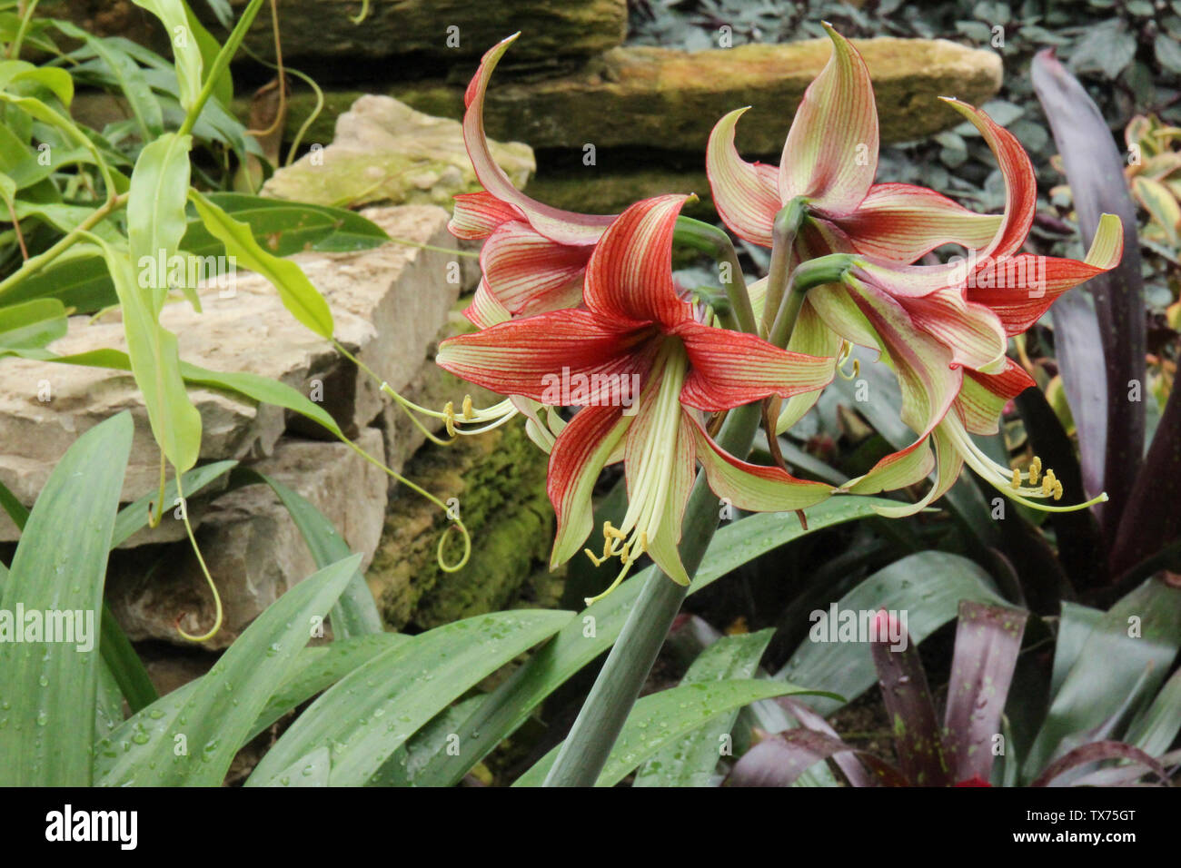 Close up of a blooming Butterfly Amaryllis in front of a rock wall growing amidst bromeliads and other plants Stock Photo
