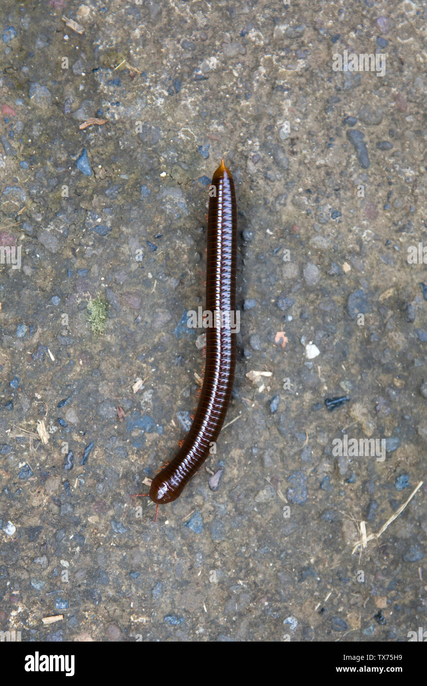Jungle Millipede High Resolution Stock Photography and Images Alamy