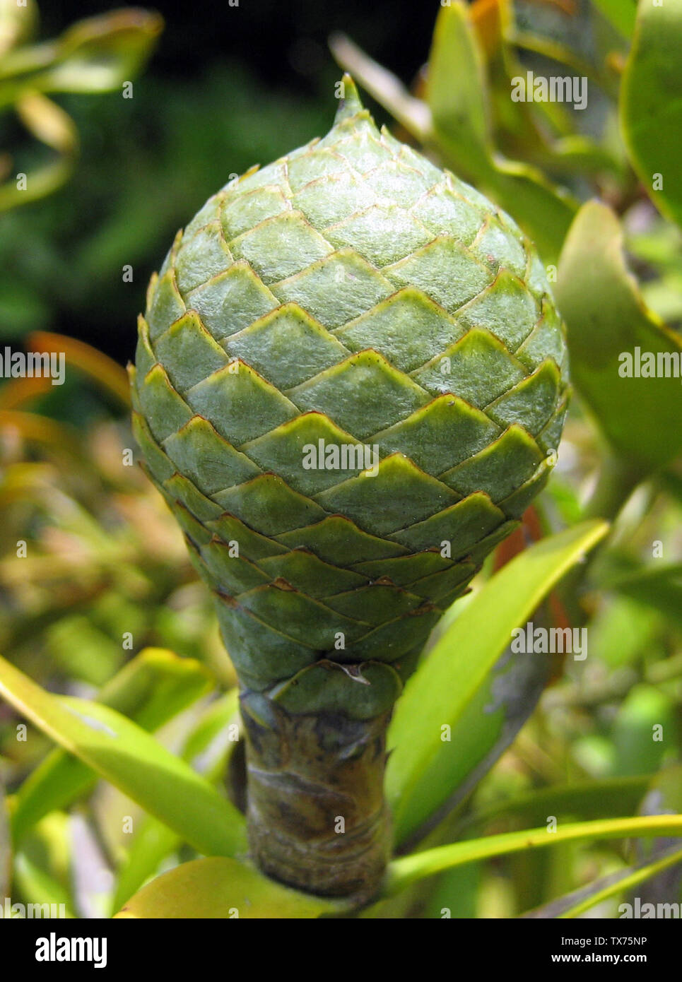 Kauri cone hires stock photography and images Alamy