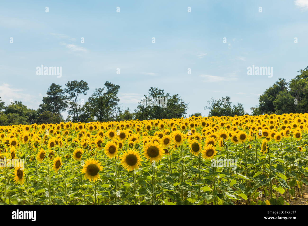 Sunflower field with cloudy blue sky Stock Photo