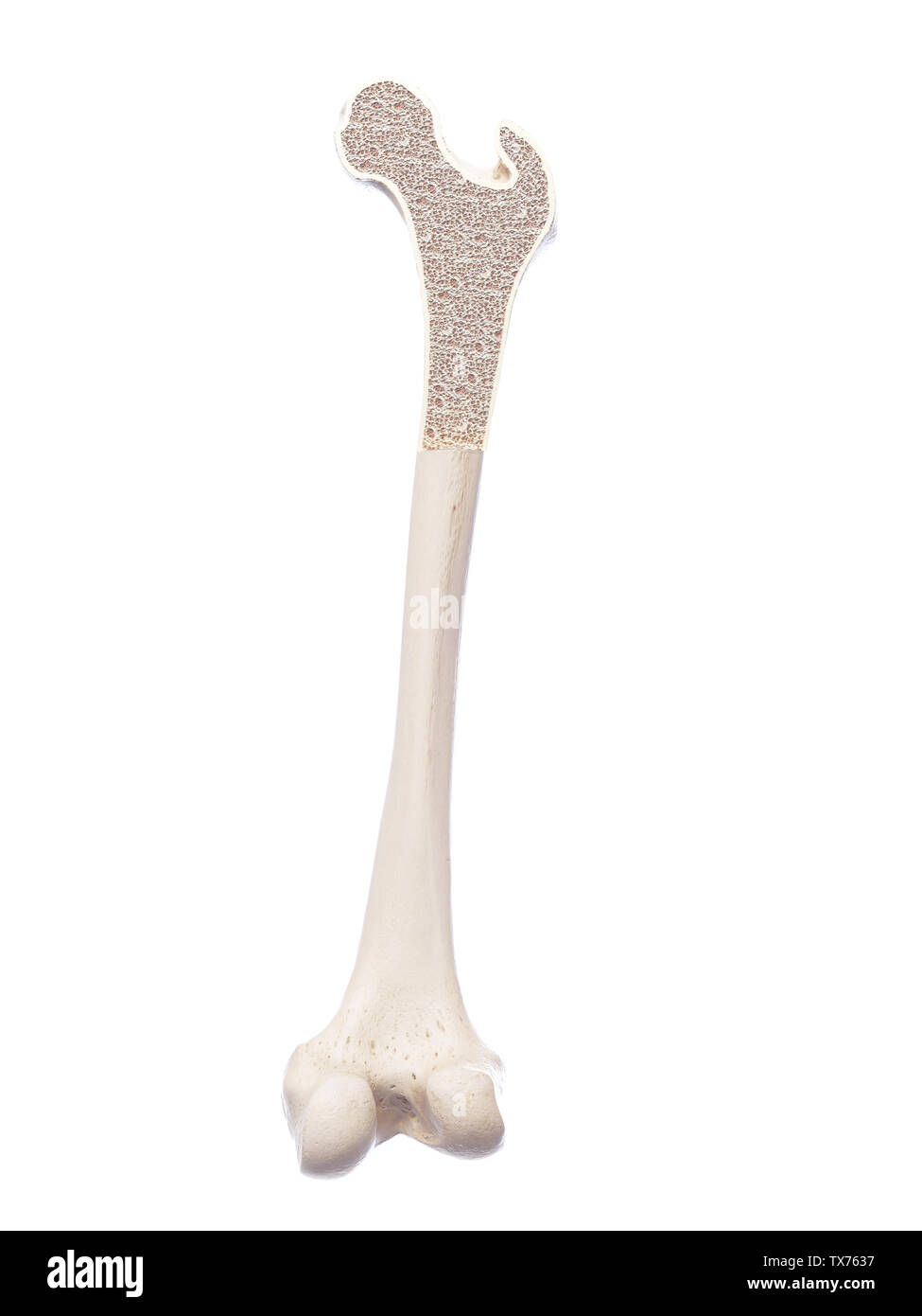 3d rendered, medically accurate illustration of a healthy bone structure Stock Photo