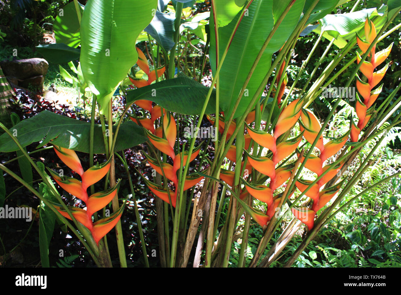Close up of a grouping of Bird of Paradise flowers in a tropical