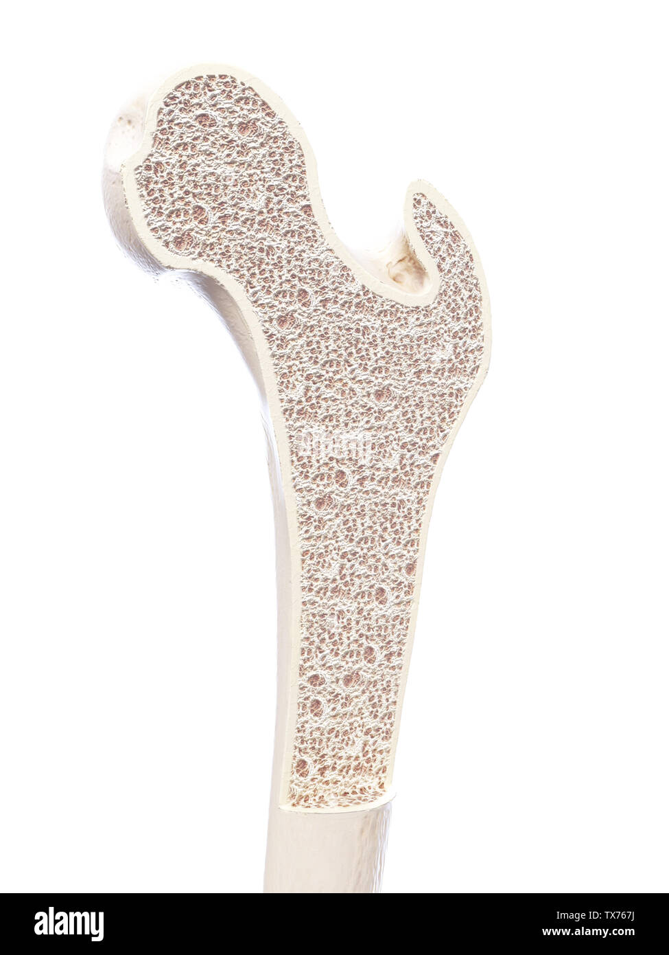 All Clear The Significance Of Normal Bone Structure - 3n3s7or