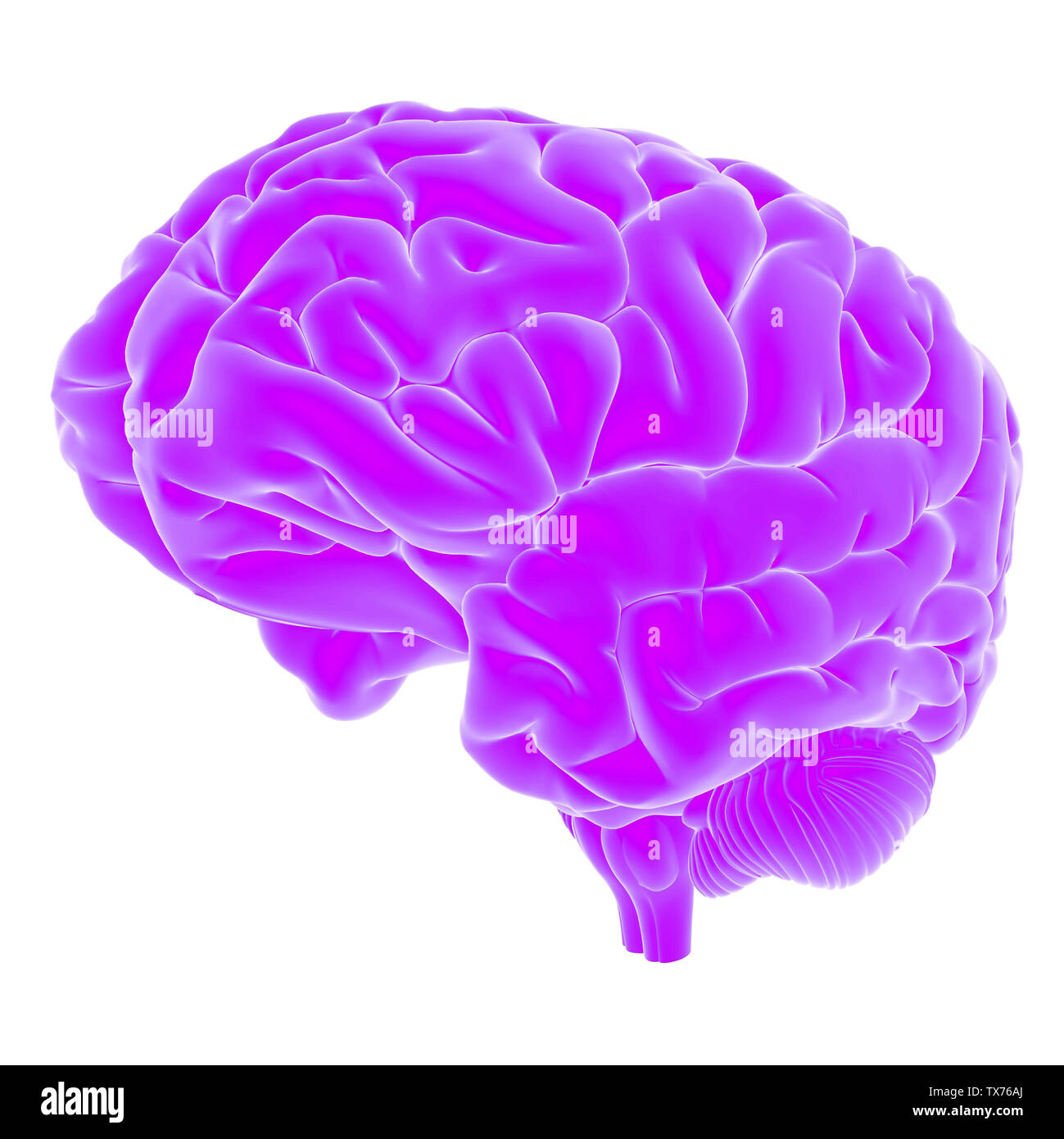 3d rendered, medically accurate illustration of the human brain Stock ...