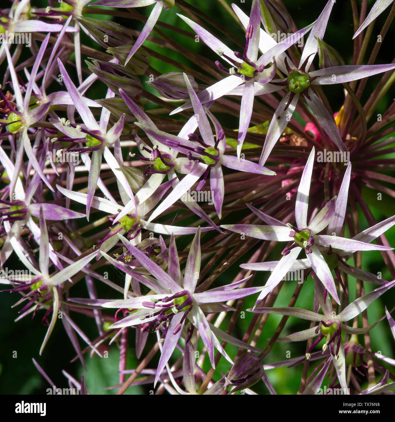 A Beautiful Allium Flower Head Bloom  in Late Flowering with Star Shaped Miniature Heads in a Garden in Alsager Cheshire England United Kingdom UK Stock Photo