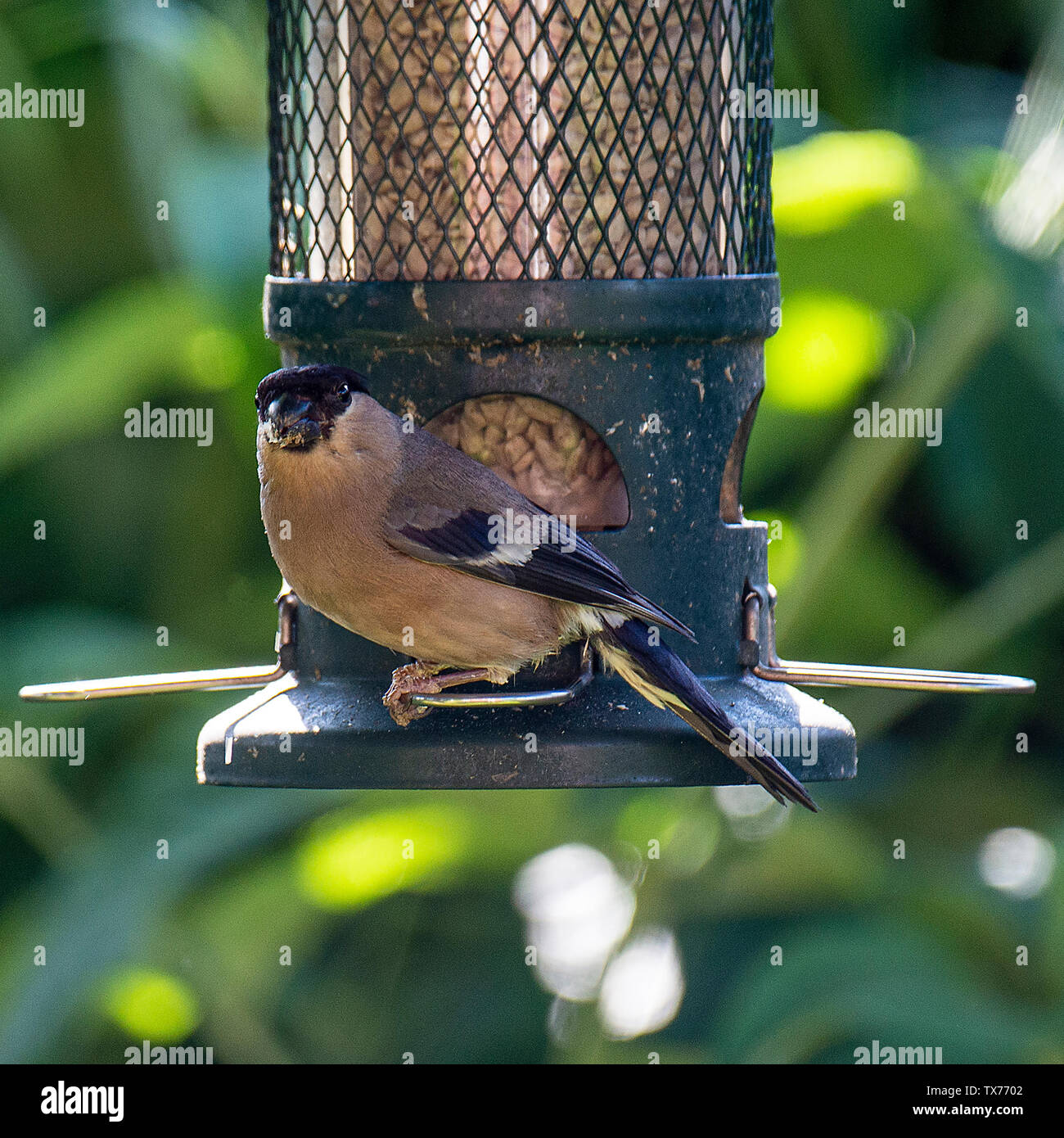 A Female Bullfinch Perching On A Bird Feeder Eating Sunflower