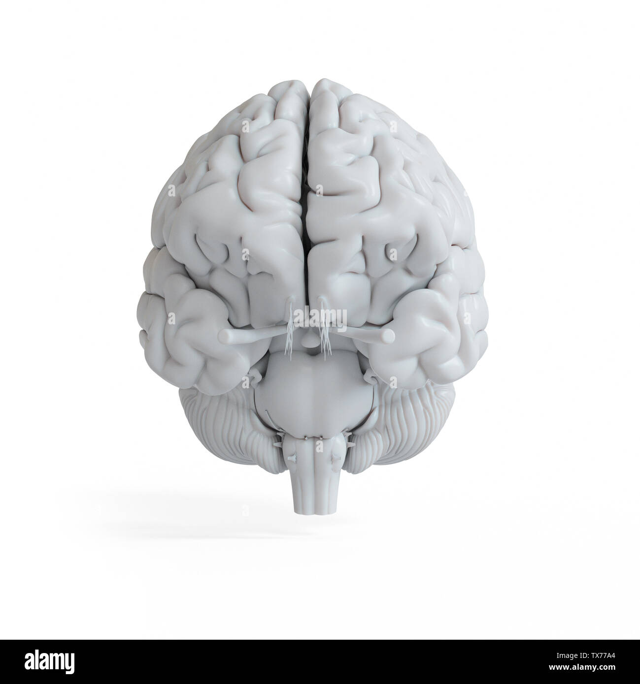 3d rendered illustration of a white brain Stock Photo - Alamy