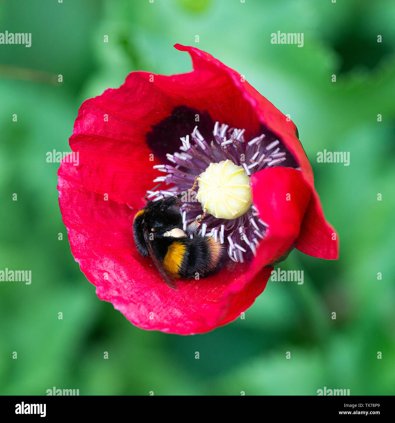 A Buff-Tailed Bumblebee Gathering Nectar From an Opium Poppy Flower in a Garden in Alsager Cheshire England United Kingdom UK Stock Photo