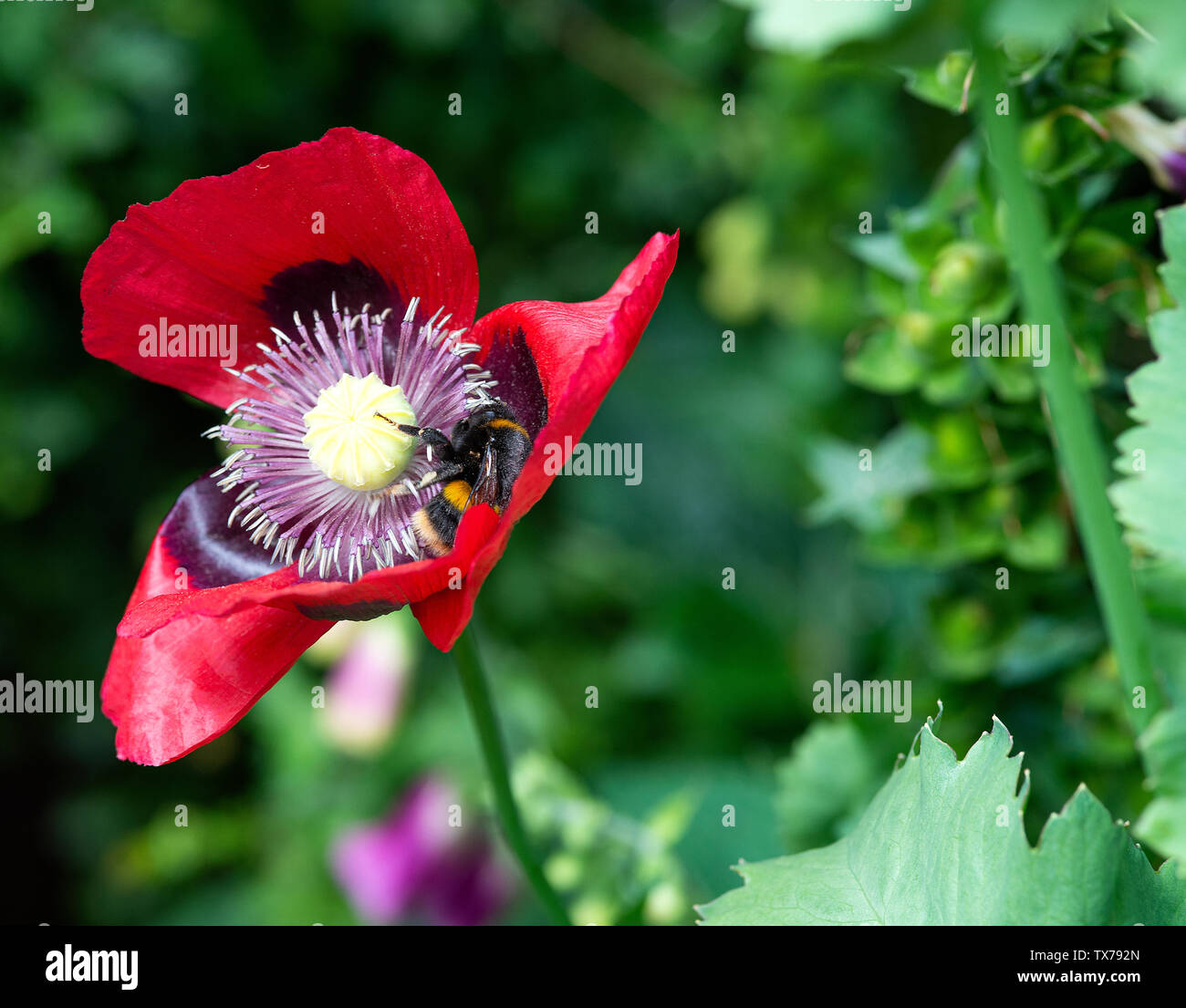 A Buff-Tailed Bumblebee Gathering Nectar From an Opium Poppy Flower in a Garden in Alsager Cheshire England United Kingdom UK Stock Photo